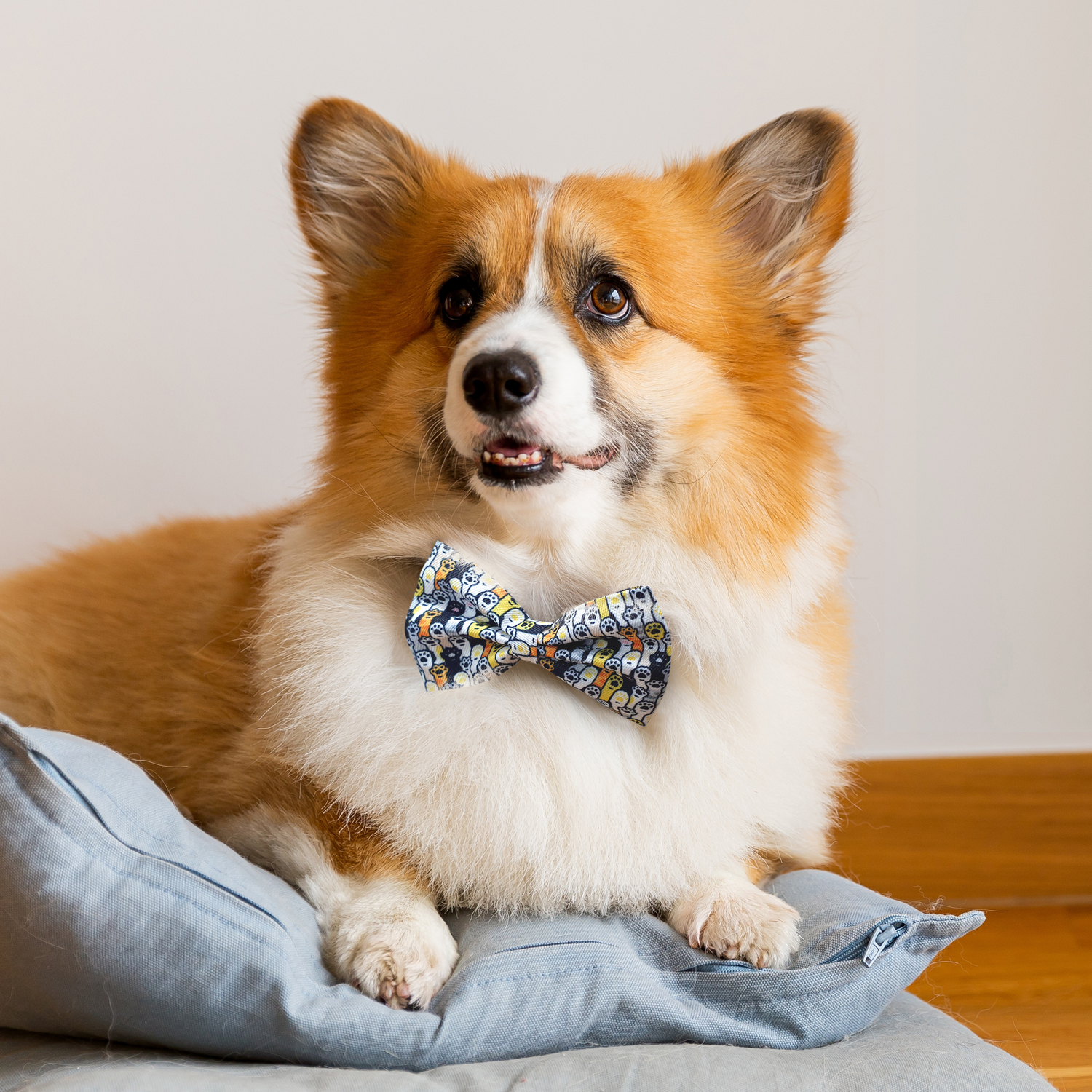 petsmart bow tie